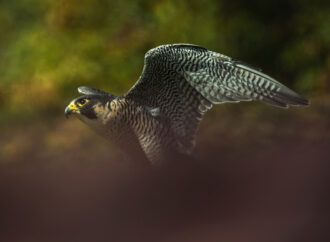 Il Falco peregrinus, uccello da record