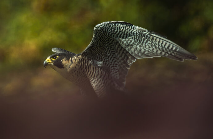 Il Falco peregrinus, uccello da record