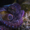 L’ Octopus Vulgaris, più comunemente conosciuto come Polpo