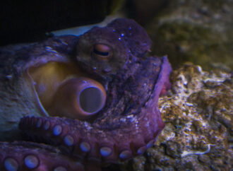 L’ Octopus Vulgaris, più comunemente conosciuto come Polpo
