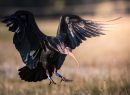 Ibis, foto Francesco Simonetta