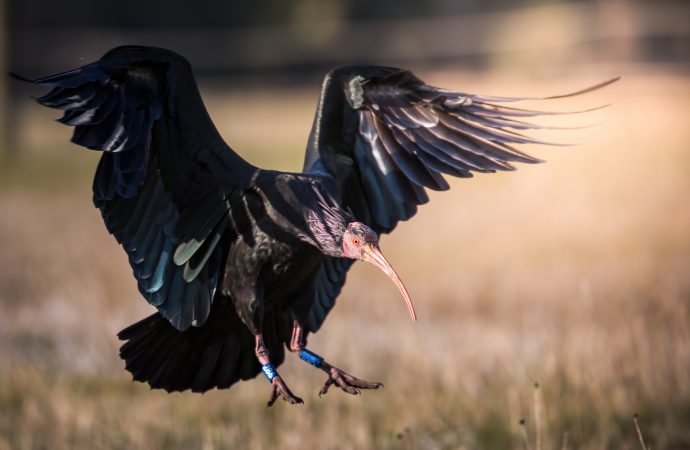 Ibis, foto Francesco Simonetta