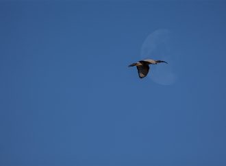 L’ibis Sacro, dall’Egitto a una massiva espansione