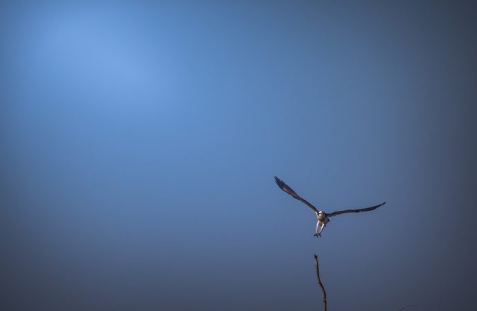 Falco di Palude, Laguna di Orbetello, F. Simonetta